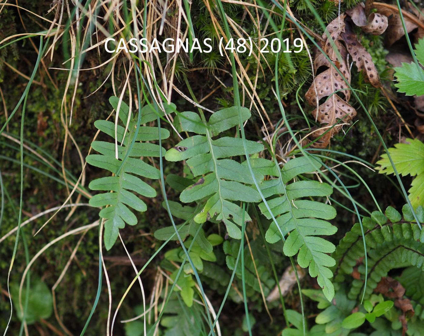 Polypodium, Southern plant